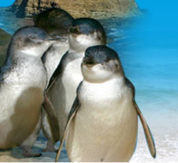 Phillip Island Penguin Parade - Accommodation Gold Coast