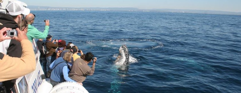 Australian Whale Watching - Accommodation Gold Coast